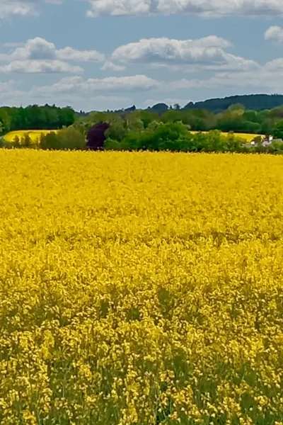 Rapsfelder in gelber Blüte mit leicht bewölktem aber blauem Himmel