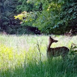 Bildnachweis 9 Reh frisst Blätter von einem Ast auf einer grünen Waldwiese im sommerlichen Gegenlicht.