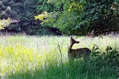 Reh frisst Blätter von einem Ast auf einer grünen Waldwiese im sommerlichen Gegenlicht.
