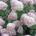 Bildnachweis 98 Viele Dolden in voller rosa Blüte einer Rispenhortensie.