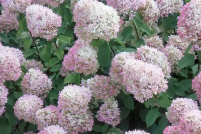 Viele Dolden in voller rosa Blüte einer Rispenhortensie.