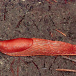 Bildnachweis 10 Rote Wegschnecke kriecht über feuchten Waldboden mit Tannennadeln in der Draufsicht.