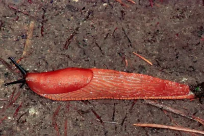 Rote Wegschnecke kriecht über feuchten Waldboden mit Tannennadeln in der Draufsicht.