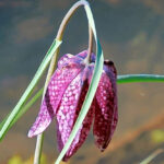 Bildnachweis 65 Nahaufnahme einer hängenden, purpurfarbenen Schachblume (Fritillaria meleagris) mit dem typischen Schachbrettmuster vor einem ruhig fließenden Gewässer.