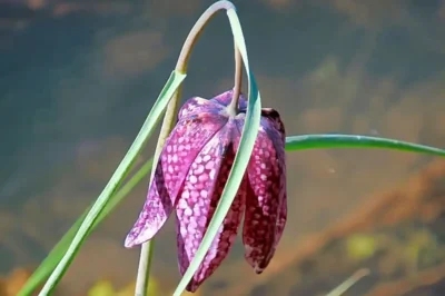 Nahaufnahme einer hängenden, purpurfarbenen Schachblume (Fritillaria meleagris) mit dem typischen Schachbrettmuster vor einem ruhig fließenden Gewässer.