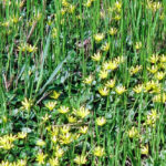 Bildnachweis 64 Viele kleine, gelbe Blüten des Scharbockskrauts wachsen dicht am Boden zwischen hohen, grünen Grashalmen im hellen Tageslicht.