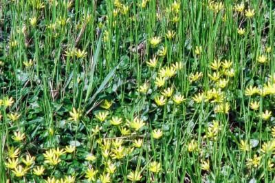 Viele kleine, gelbe Blüten des Scharbockskrauts wachsen dicht am Boden zwischen hohen, grünen Grashalmen im hellen Tageslicht.