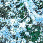 Bildnachweis 63 Nahaufnahme zahlreicher weißer Schlehdornblüten an dornigen Zweigen einer Schlehe (Prunus spinosa) vor grünem Hintergrund.