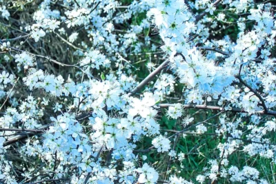 Nahaufnahme zahlreicher weißer Schlehdornblüten an dornigen Zweigen einer Schlehe (Prunus spinosa) vor grünem Hintergrund.