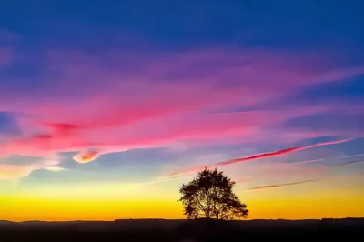Sonnenuntergang gelb-rot-blauer Himmel mit Baum-Silhouette