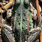 Bildnachweis 2 Grüner Teichfrosch tarnt sich im Schilf und Altholz am Gewässerufer in der Draufsicht.