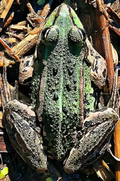 Grüner Teichfrosch tarnt sich im Schilf und Altholz am Gewässerufer in der Draufsicht.