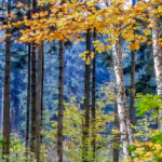 Bildnachweis 81 Herbstlicher Mischwald mit Laub- und Nadelbäumen