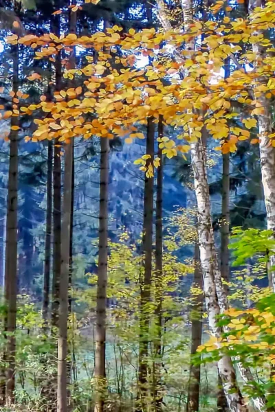 Herbstlicher Mischwald mit Laub- und Nadelbäumen