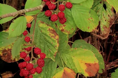 Nahaufnahme von leuchtend roten Wildbrombeeren an einem Zweig mit grün-gelben, herbstlich verfärbten Blättern vor dunklem Hintergrund.
